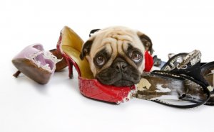 Dog-Chewing-Shoes